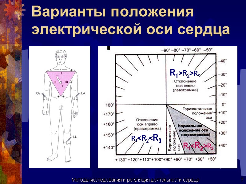 Варианты положения электрической оси сердца R1<R2<R3 R1>R2>R3 R1<R2>R3 7 Методы исследования и регуляция деятельности